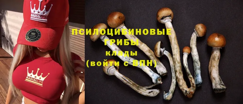 shop как зайти  Моздок  Галлюциногенные грибы Cubensis 